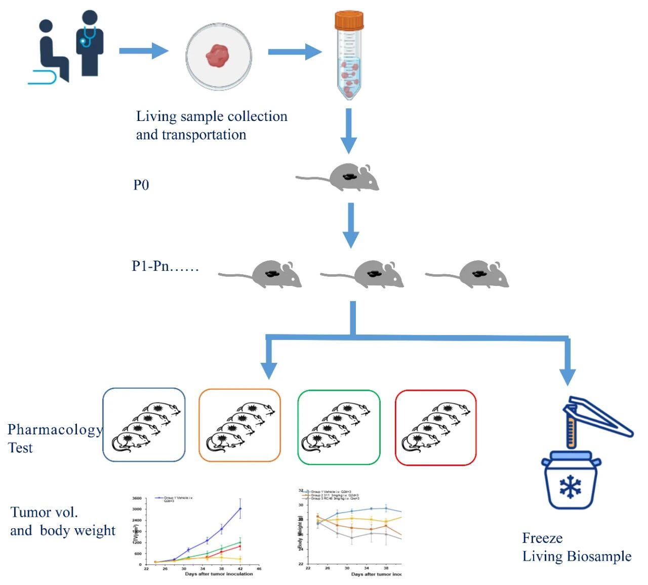 1759979202122468.jpg 腫瘤5.jpg