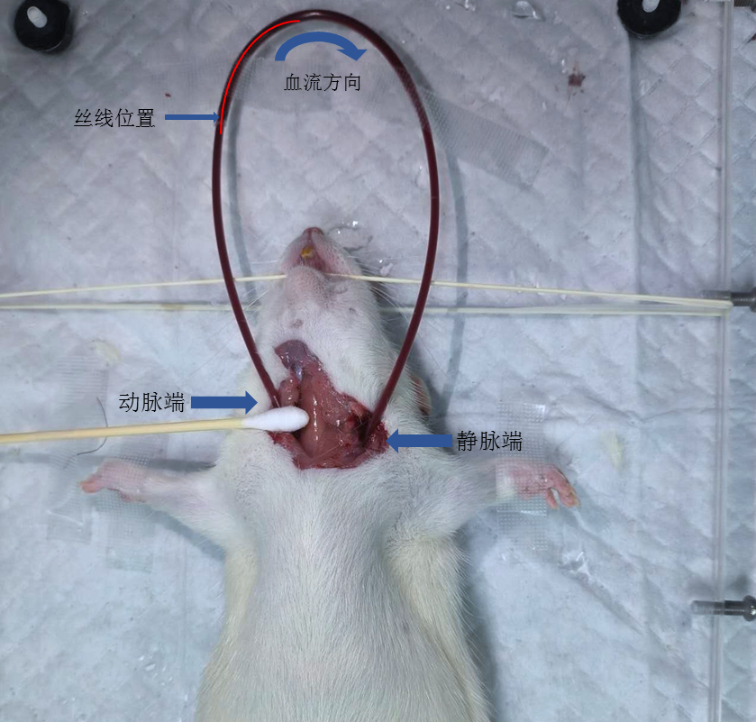 1701135047101813.png 640 (9).png